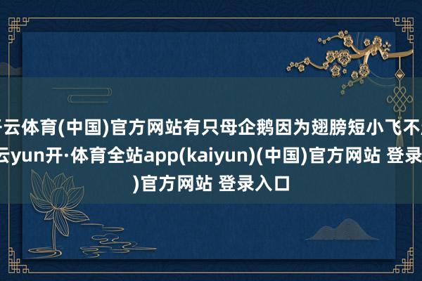 开云体育(中国)官方网站有只母企鹅因为翅膀短小飞不起来-云yun开·体育全站app(kaiyun)(中国)官方网站 登录入口